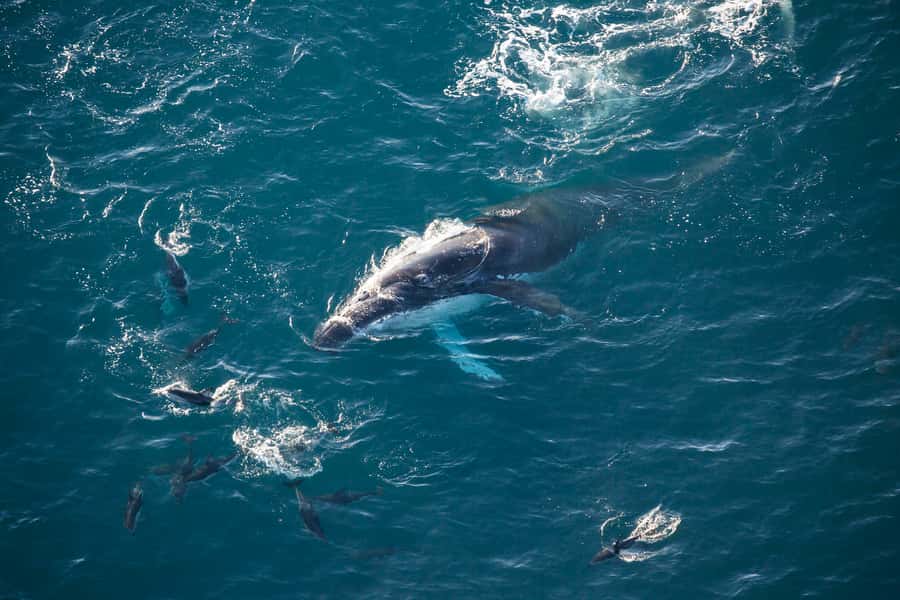 Kaikōura: 45-Minute Whale Watching Helicopter Tour - Meeting the crew at 617 State Highway 1