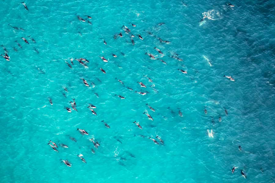 Kaikoura: Extended Flight Whale Watching & Mountain Tour - Who Will Get the Most From This Flight