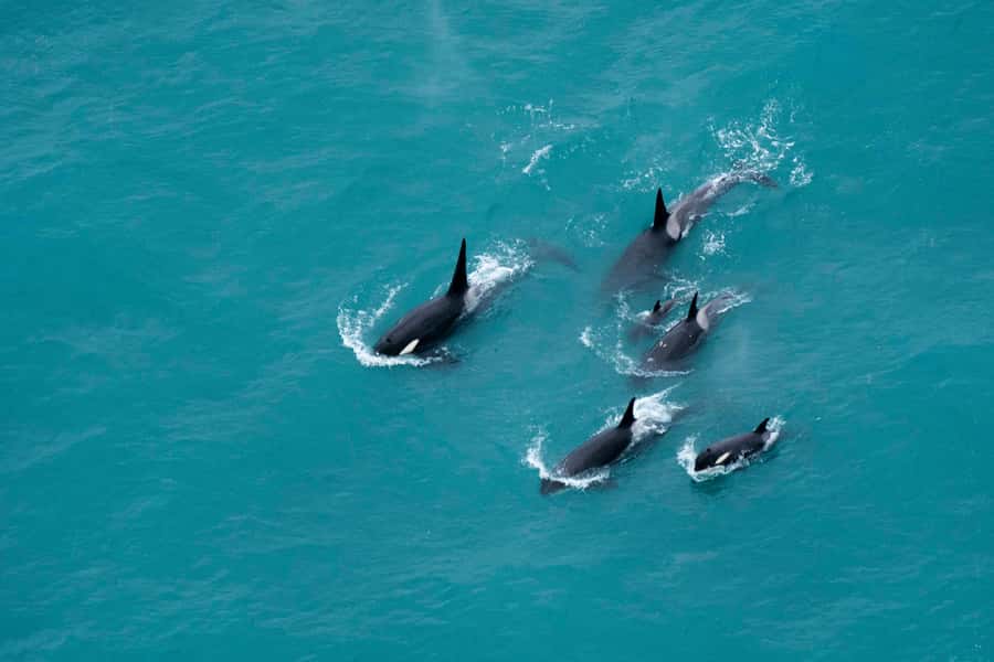 Kaikoura: Extended Flight Whale Watching & Mountain Tour - Starting at 617 State Highway 1
