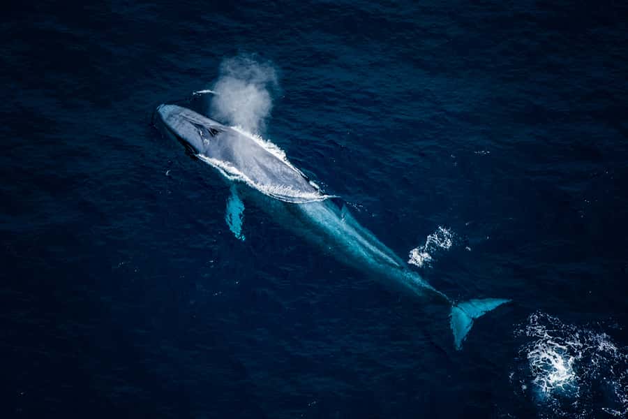 Kaikoura: Extended Flight Whale Watching & Mountain Tour - Searching the Whale Area From Above
