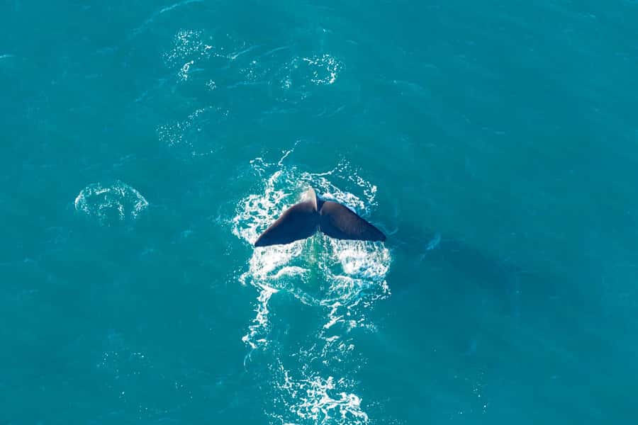 Kaikoura: Extended Flight Whale Watching & Mountain Tour - Dolphins, Blue Whales, and Changing Conditions