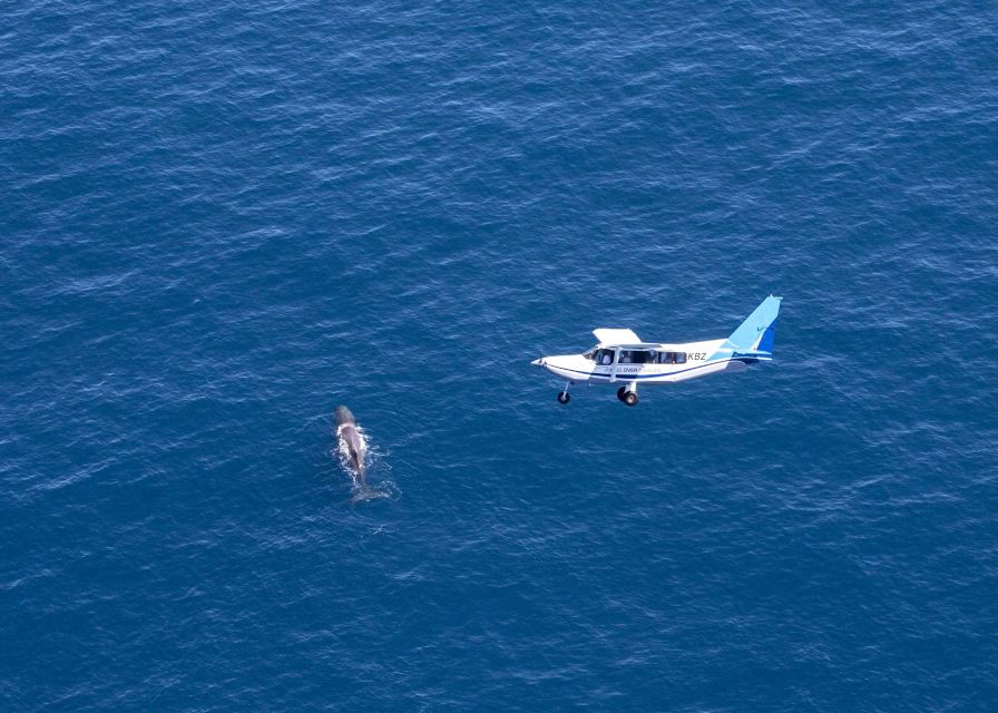 Kaikoura: Extended Flight Whale Watching & Mountain Tour - The Seaward Kaikōura Ranges and South Pacific Ocean