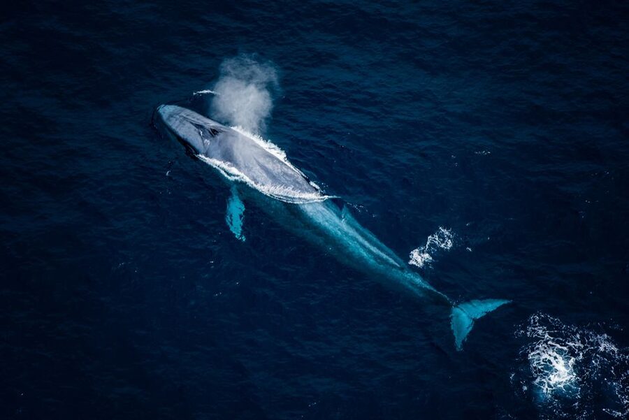 Kaikoura: Extended Flight Whale Watching & Mountain Tour - Cameras, Sunglasses, and What to Leave Behind