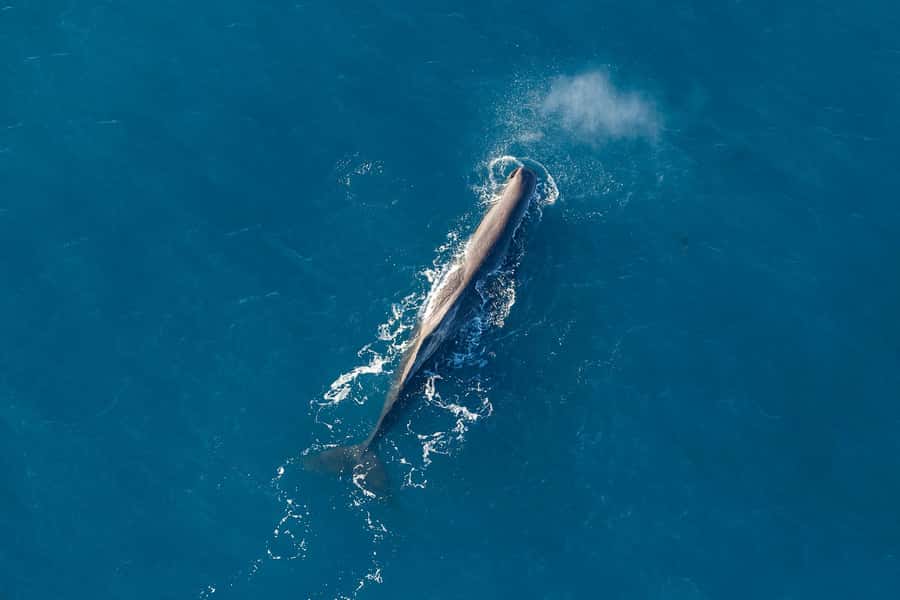 Kaikoura: Extended Flight Whale Watching & Mountain Tour - A Six-Person Flight With a Window Seat