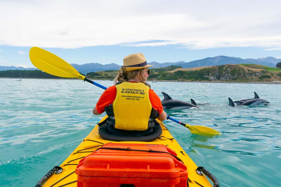 Kaikoura: Half-Day Wildlife Kayaking Tour - Quick points before you book