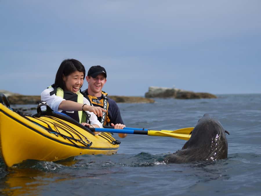 Kaikoura: Half-Day Wildlife Kayaking Tour - Meeting the Kaikoura coast on the water