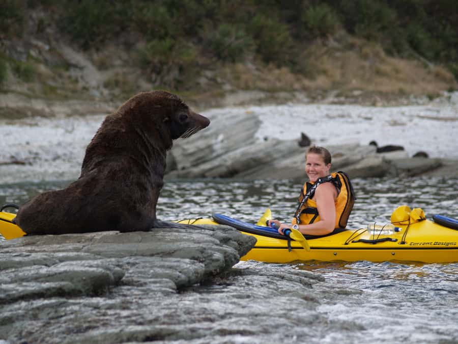 Kaikoura: Half-Day Wildlife Kayaking Tour - Paddling toward the fur seals