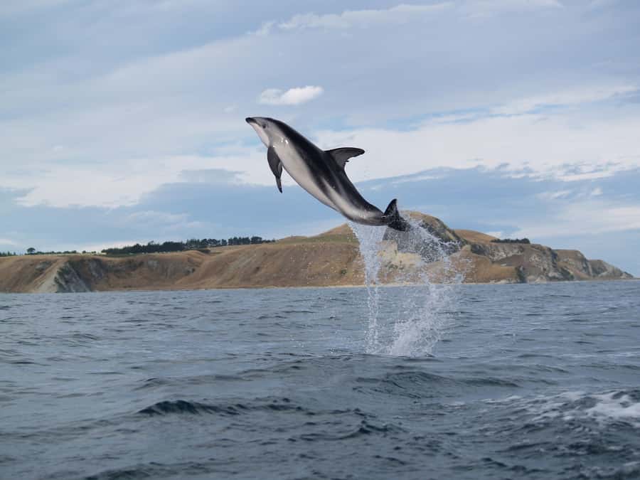 Kaikoura: Half-Day Wildlife Kayaking Tour - What to wear, pack, and protect