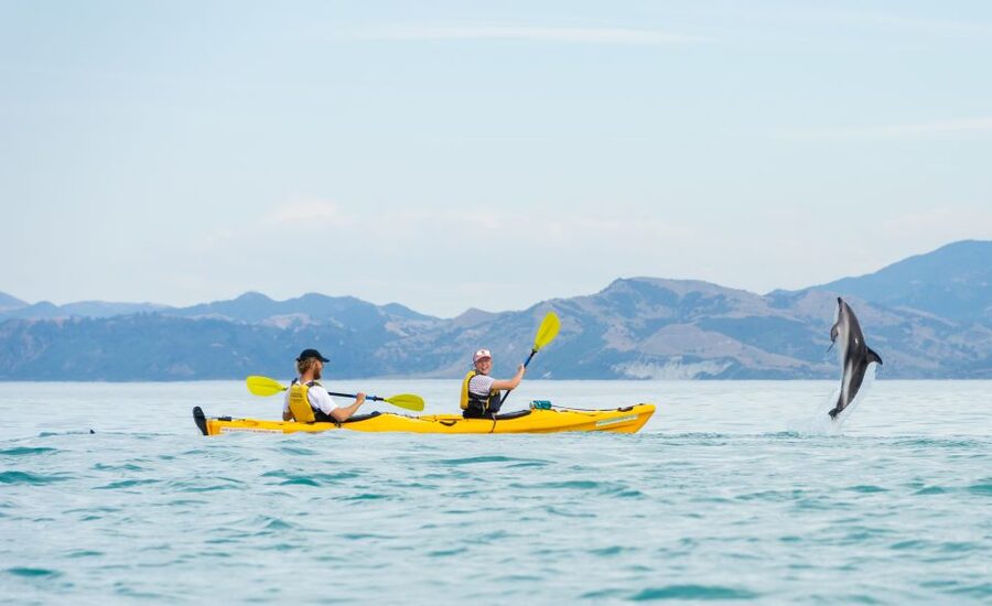 Kaikoura: Half-Day Wildlife Kayaking Tour - Is three hours enough for the price?