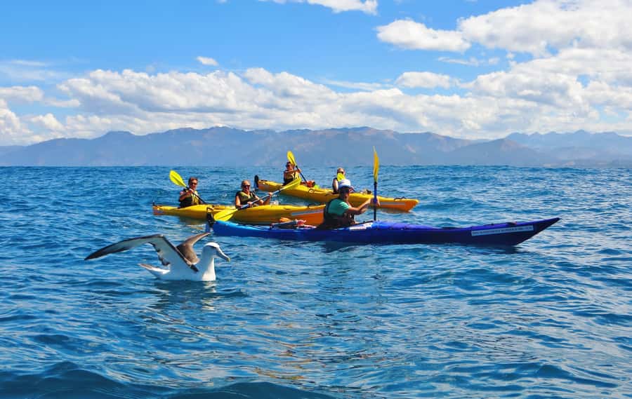 Kaikoura: Half-Day Wildlife Kayaking Tour - Who will enjoy this most?