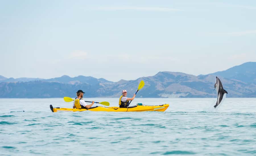 Kaikoura: Half-Day Wildlife Kayaking Tour - Practical verdict: should you book it?
