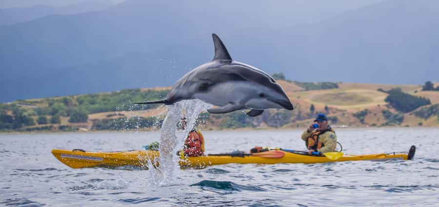 Kaikoura: Half-Day Wildlife Kayaking Tour - The safety lesson is short but useful