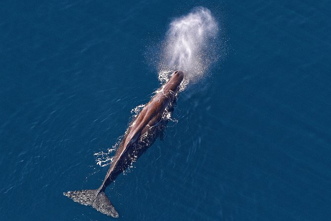 Kaikoura Helicopters Classic Whale Watch - Why Kaikōura Works So Well From the Air