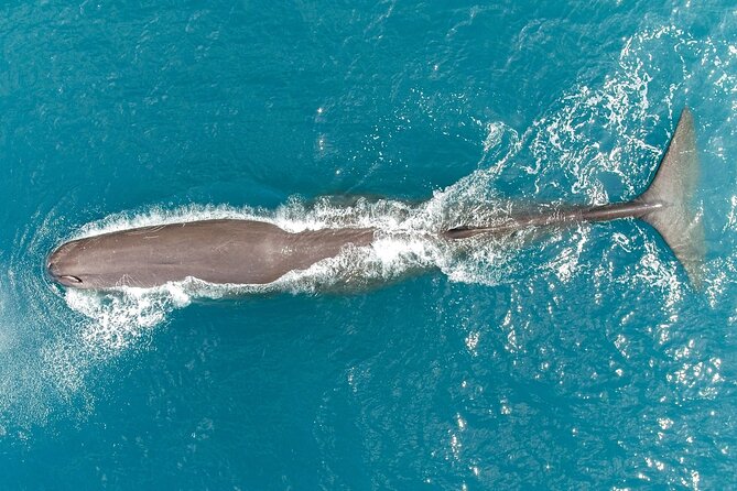 Kaikoura Helicopters Classic Whale Watch - Weather, Minimum Numbers, and Cancellation Rules
