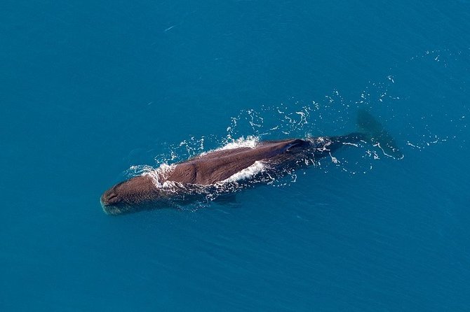 Kaikoura Helicopters Classic Whale Watch - Who Will Like This Flight Most