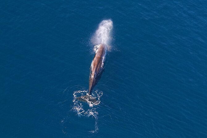Kaikoura Helicopters Extended Whale Watch - Why the 40-minute flight matters in Kaikōura