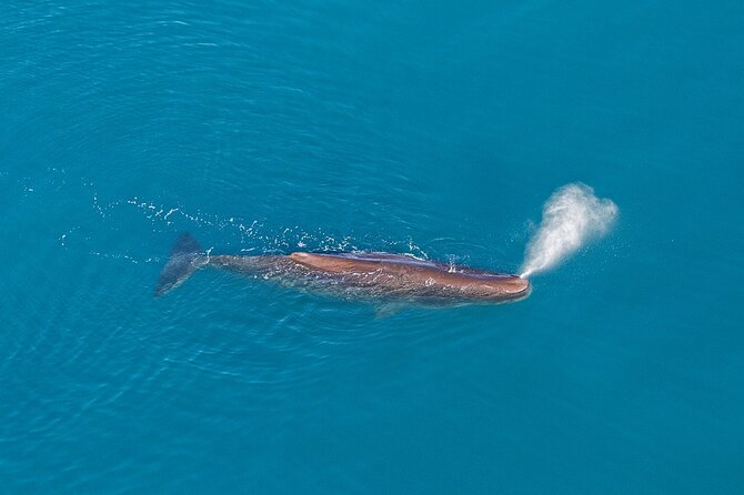Kaikoura Helicopters Extended Whale Watch - The whale search over Kaikōura