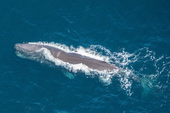 Kaikoura Helicopters Extended Whale Watch - Leaving from 16 West End