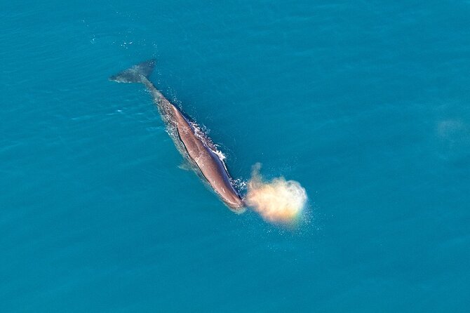 Kaikoura Helicopters Top n Tail Whale Watch flight - Searching the Hikurangi Marine Reserve for whales