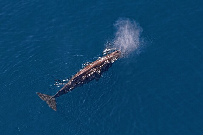Kaikoura Helicopters Top n Tail Whale Watch flight - Price, timing, and practical value