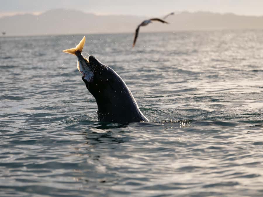 Kaikōura: Kayak Sunset Tour with Seal Sightings - Key things to know before you book