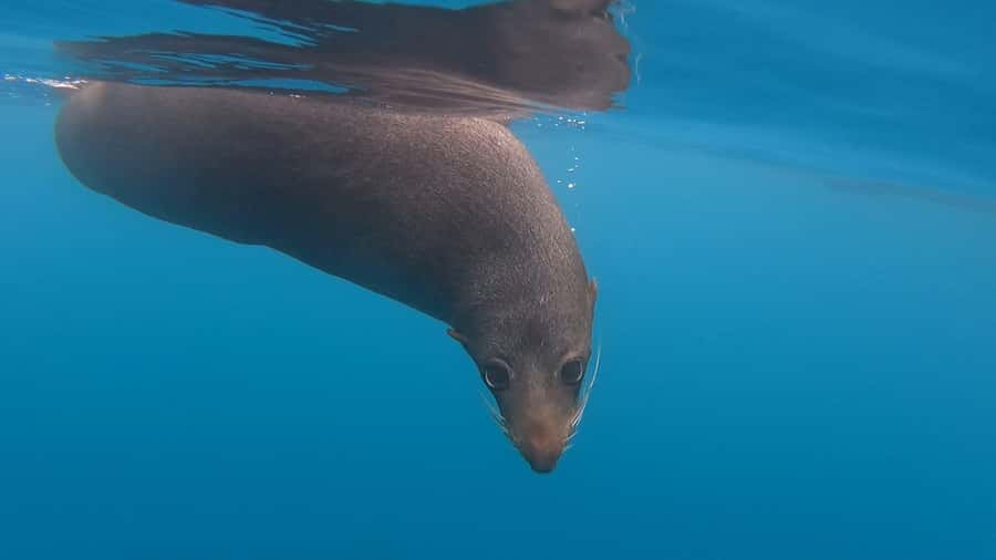 Kaikōura: Kayak Sunset Tour with Seal Sightings - Sunset, photos, and the mountain view
