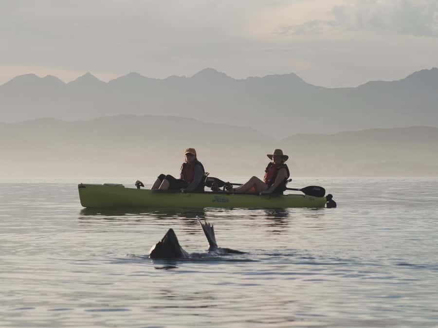 Kaikōura: Kayak Sunset Tour with Seal Sightings - How much value do you get for $83?