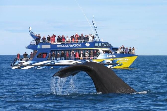 Kaikoura Private Whale Watching Day Trip from Christchurch - Why Kaikoura makes such a good day trip from Christchurch