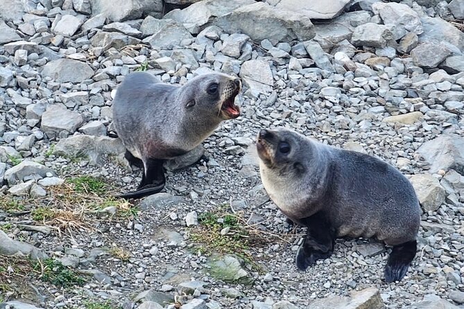 Kaikoura Private Whale Watching Day Trip from Christchurch - Whale watching and the extra NZ$175 cruise