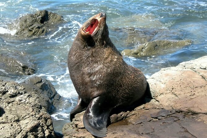 Kaikoura Private Whale Watching Day Trip from Christchurch - What the $186.17 price really covers