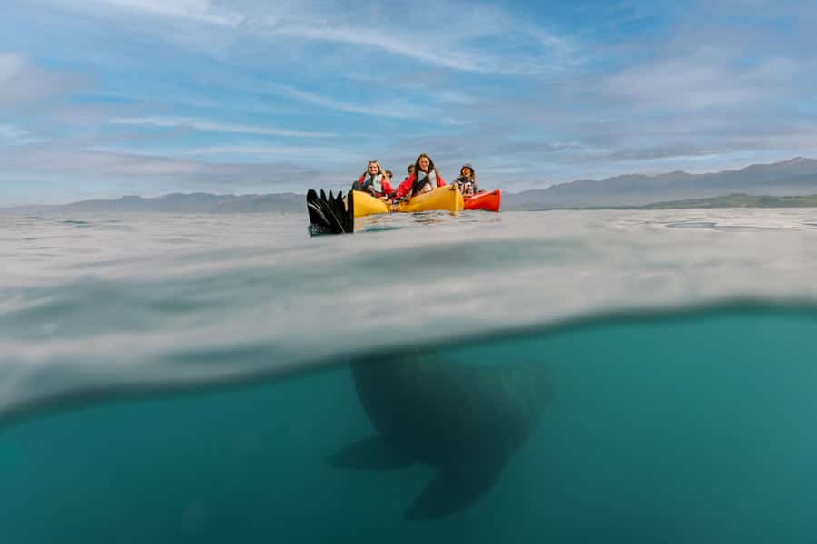 Kaikoura: Seal-Watching Pedal Kayak Tour - Key points to know before booking