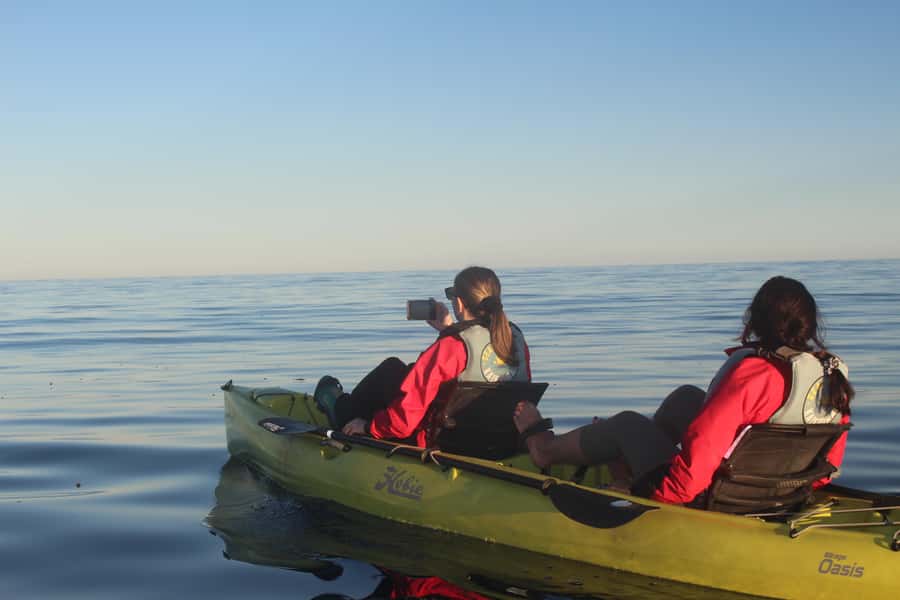 Kaikoura: Seal-Watching Pedal Kayak Tour - Timing, cancellation, and practical planning