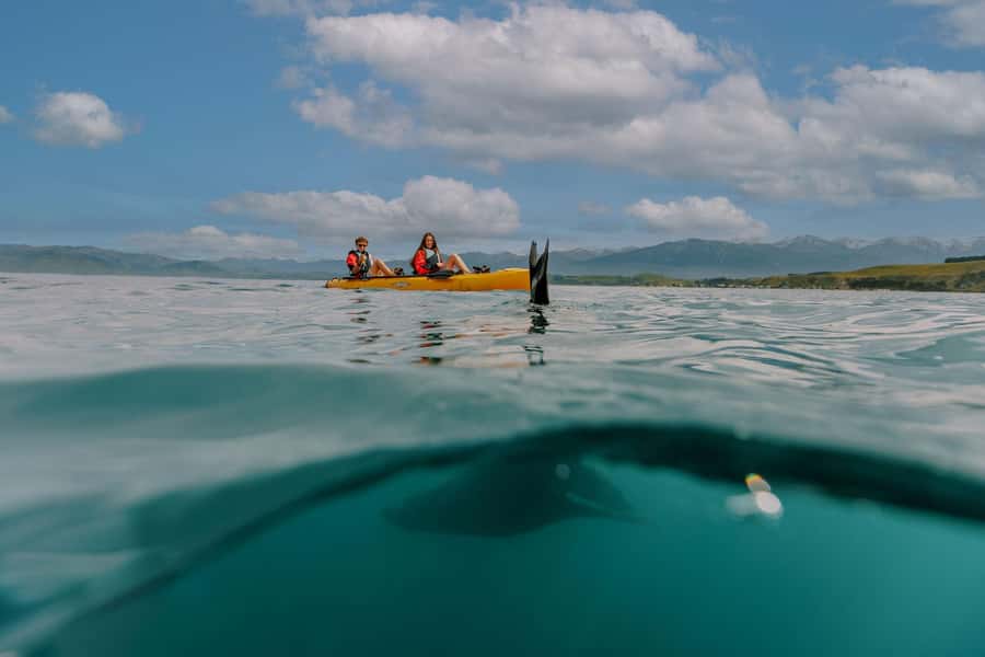 Kaikoura: Seal-Watching Pedal Kayak Tour - Why pedal kayaks change the whole outing