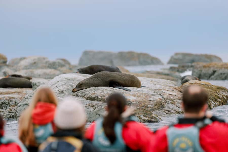 Kaikoura: Seal-Watching Pedal Kayak Tour - Two hours among seals and rocky outcrops