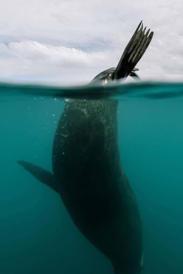 Kaikoura: Seal-Watching Pedal Kayak Tour - Is $83 good value?