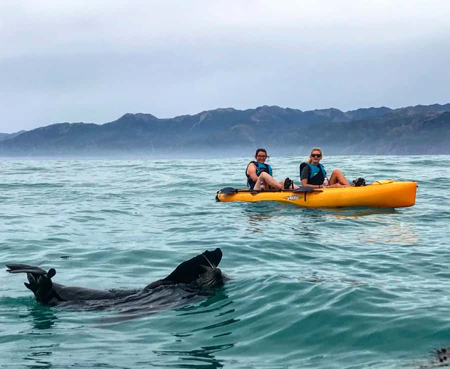 Kaikoura: Seal-Watching Pedal Kayak Tour - Who will enjoy this most?