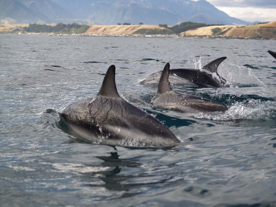Kaikoura: Sunset Evening Kayaking Tour - The shuttle and launch point keep the outing practical