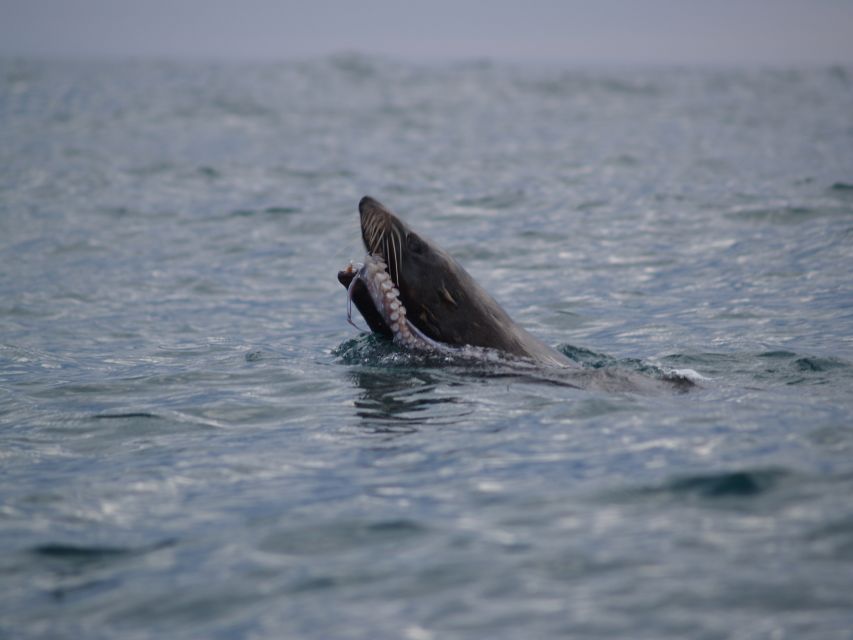 Kaikoura: Sunset Evening Kayaking Tour - Paddling along the Kaikoura Peninsula