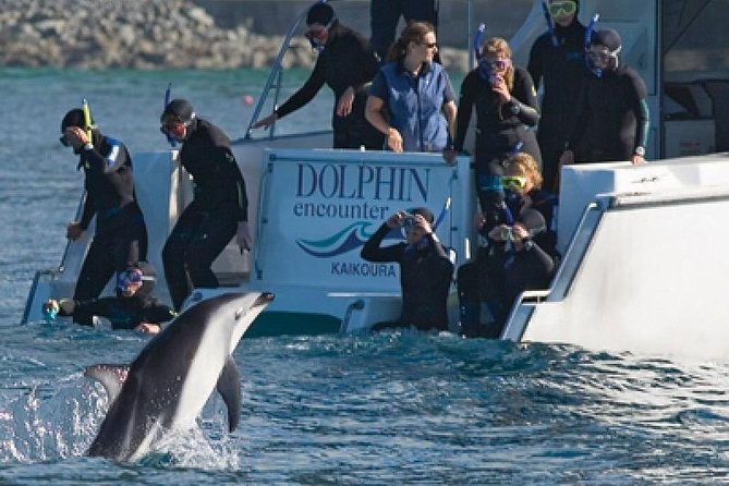Kaikoura Swim with Dolphins Tour from Christchurch - Key points before you book