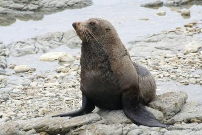 Kaikoura Swim with Dolphins Tour from Christchurch - Cold water, small boats, and motion sickness