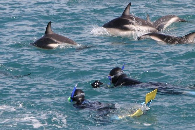 Kaikoura Swim with Dolphins Tour from Christchurch - The fur seal colony stop