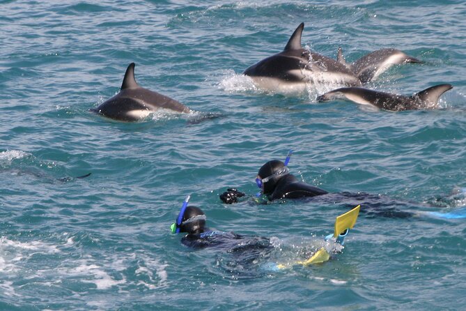 Kaikoura Whale and Dolphin Overnight Tour from Christchurch - Key points to know before booking