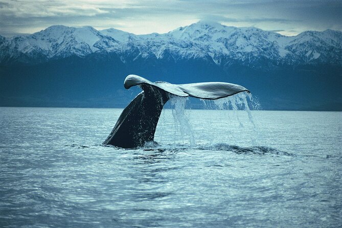 Kaikoura Whale and Dolphin Overnight Tour from Christchurch - Swimming with dusky dolphins