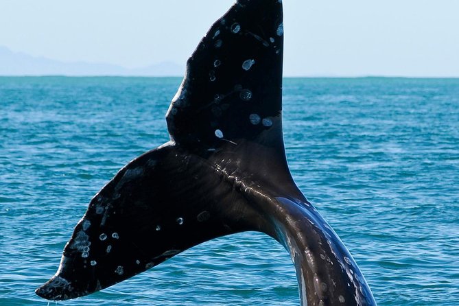 Kaikoura Whale Watch Day Tour from Christchurch - Prepare for motion on the Pacific