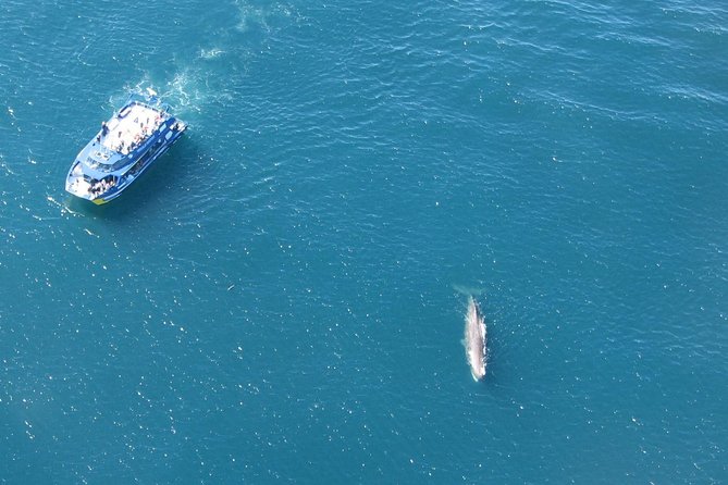 Kaikoura Whale Watch Day Tour from Christchurch - What the $229.61 price really buys you
