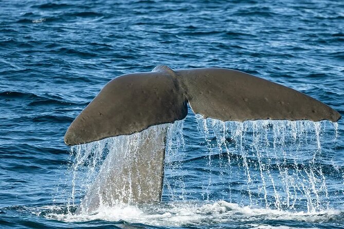 Kaikoura Whale Watch Day Tour from Christchurch including Coastal Pacific Train - The 6:15 am start from Christchurch