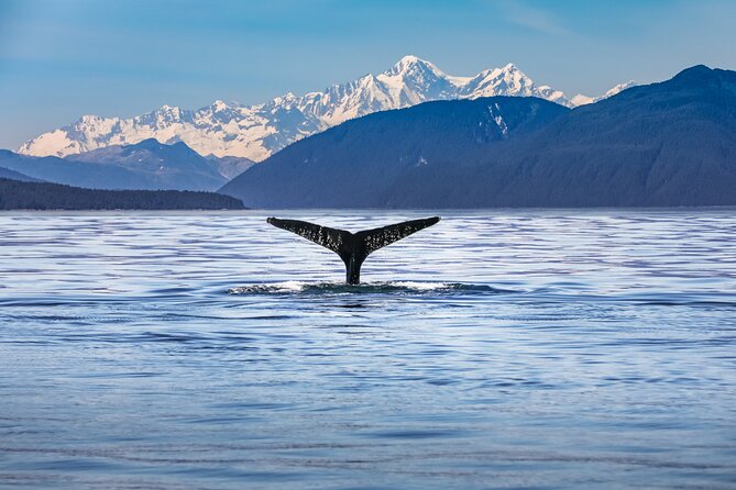 Kaikoura Whale Watch Tour from Christchurch - Small Group - Key points at a glance
