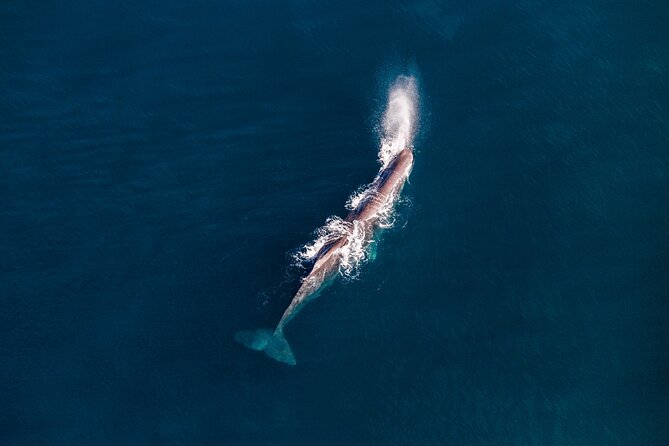 Kaikōura Whale Watching - 1hr 20min Ultimate Adventure - Landing high in the Seaward Kaikōura Ranges