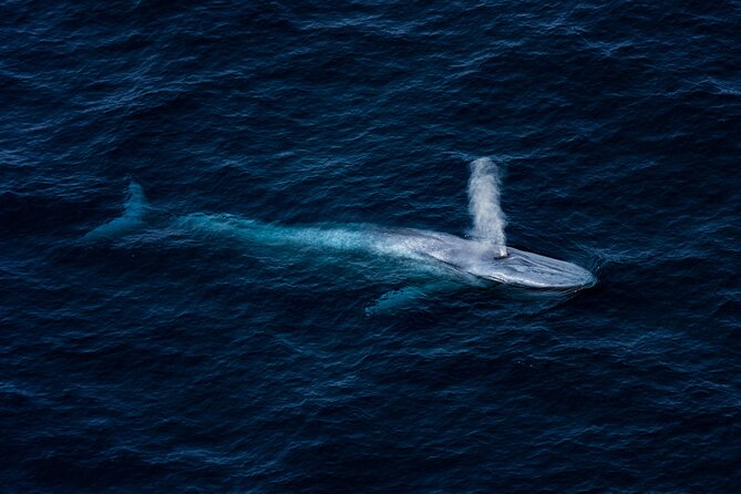 Kaikōura Whale Watching - 1hr 20min Ultimate Adventure - Watching whales from above