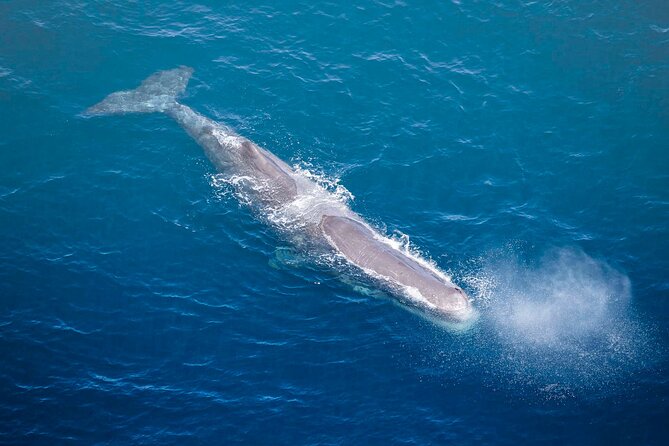 Kaikoura Whale Watching - 45 Minute Ocean Safari - From Peketā to open water